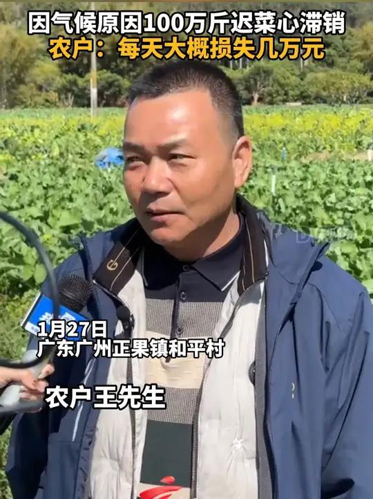 因气候原因100万斤迟菜心滞销,农户:每天大概损失几万元