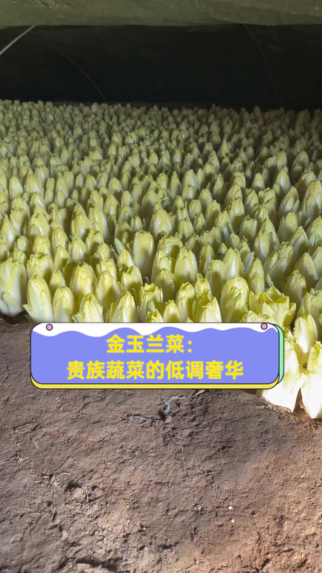 金玉兰菜:贵族蔬菜的低调奢华
