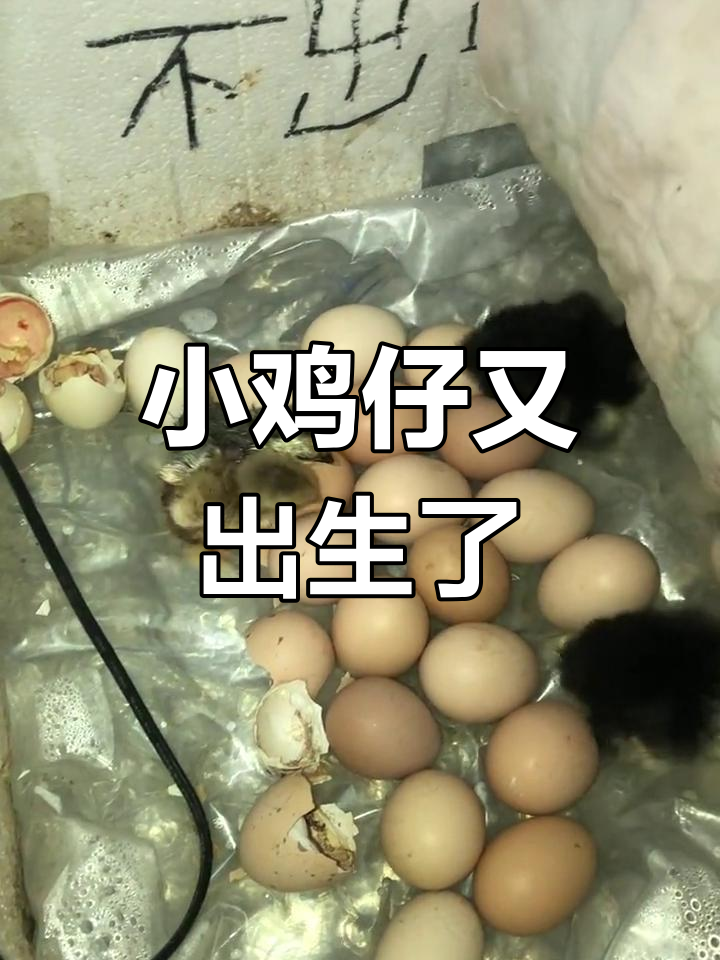 婆罗门与克星球小鸡出壳,孵化过程全程记录
