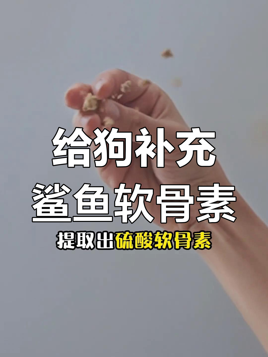 狗狗日常喂养必备:鲨鱼软骨素助力健康运动