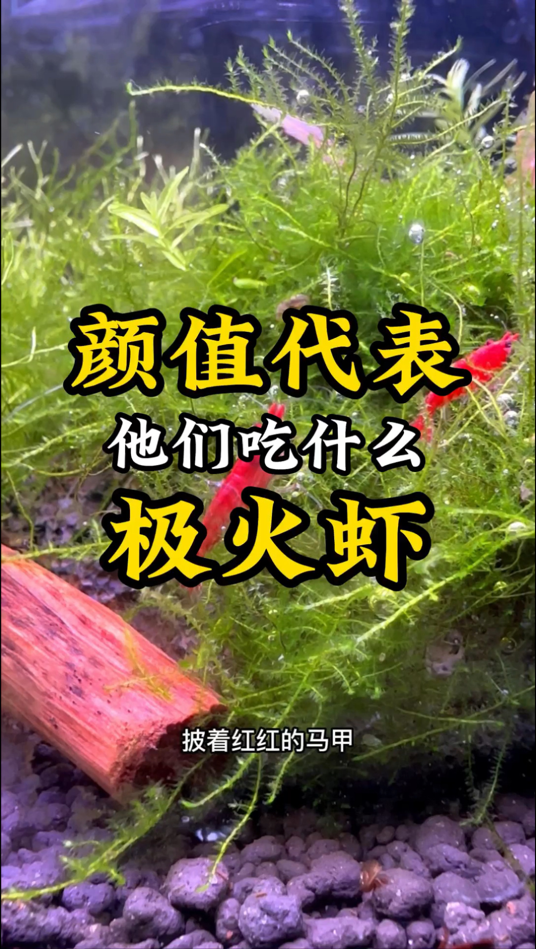 繁殖极火虾,喂这个就能快速爆缸