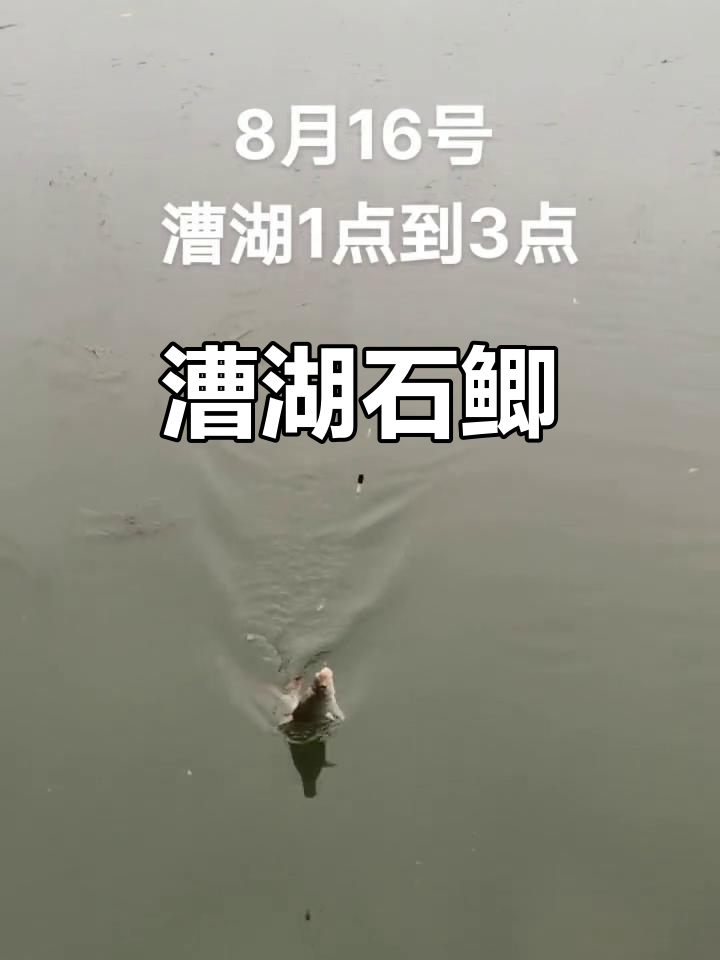 8月尝鲜漕湖石鲫鱼:美味与文化完美融合