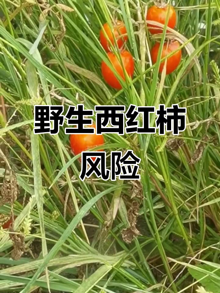 未熟番茄有毒,食用需谨慎