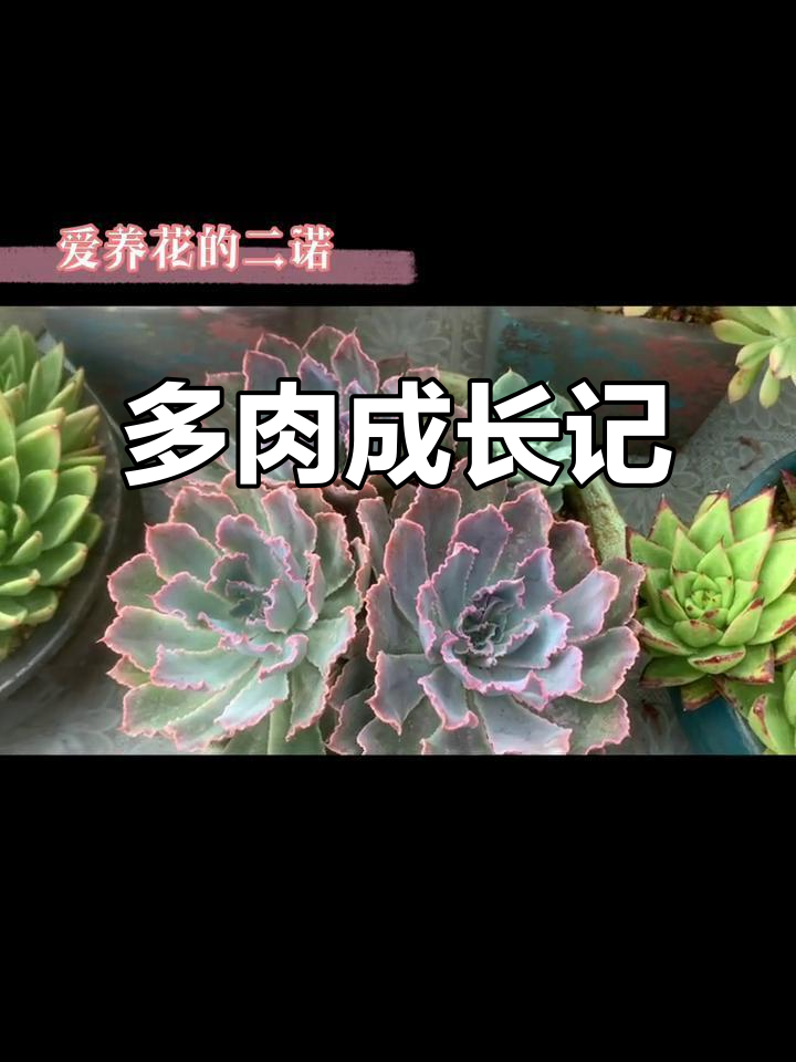 每天一炸,晚霞之舞多肉变化大揭秘