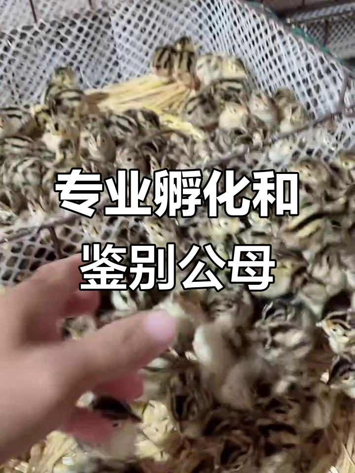 七彩山鸡孵化全程揭秘，六万只苗出壳送养殖户