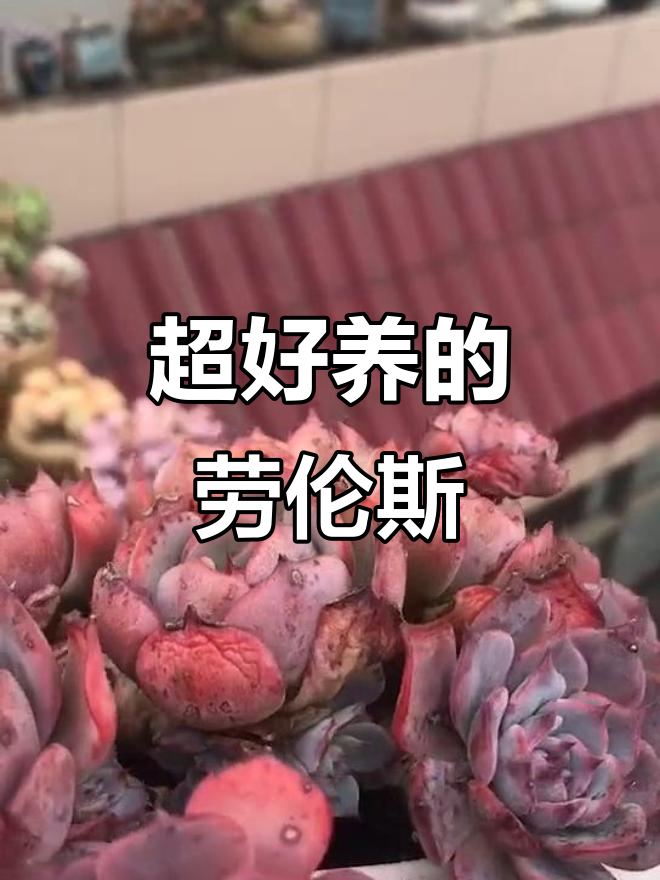 劳伦斯多肉,超耐养!夏季也美丽如初