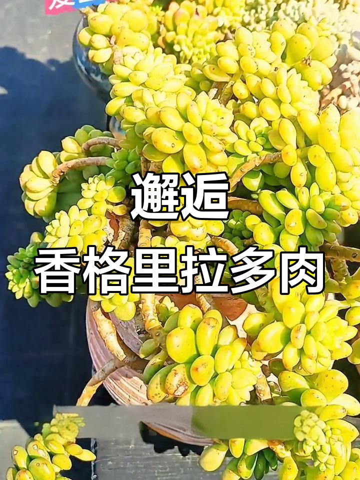 香格里拉多肉:美丽悬崖造型,阳光下的艳丽色彩