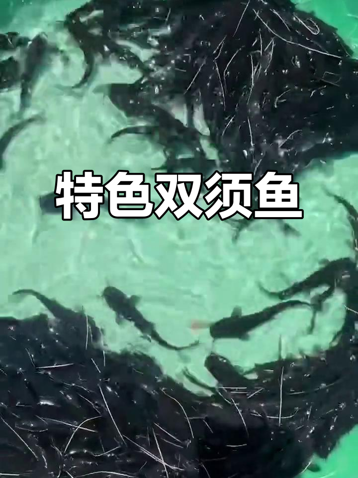 白胡子鱼,美味与观赏兼具的特色鱼类