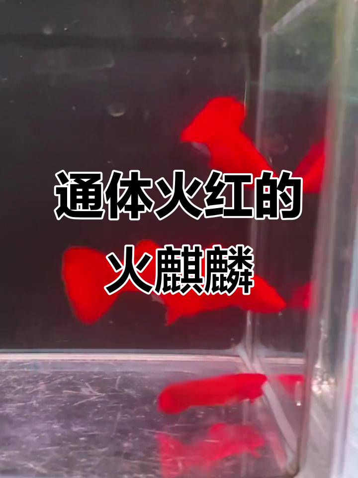 稀有火麒麟孔雀鱼,全身通红,耳背肚皆满状态