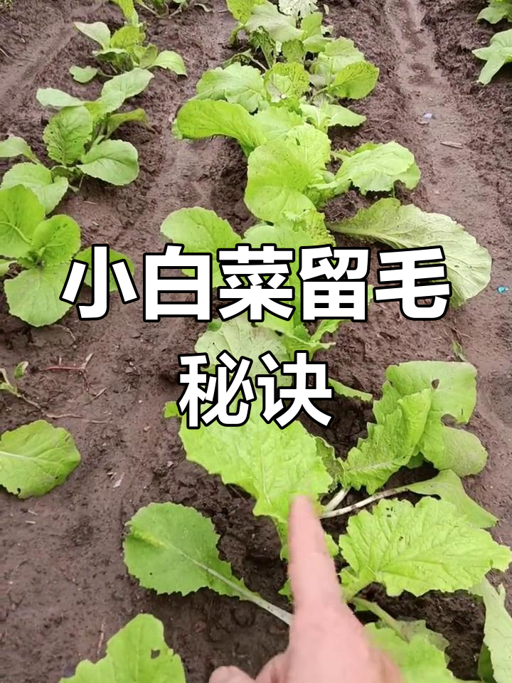 秋季小白菜留毛有诀窍,全毛才是最地道的做法