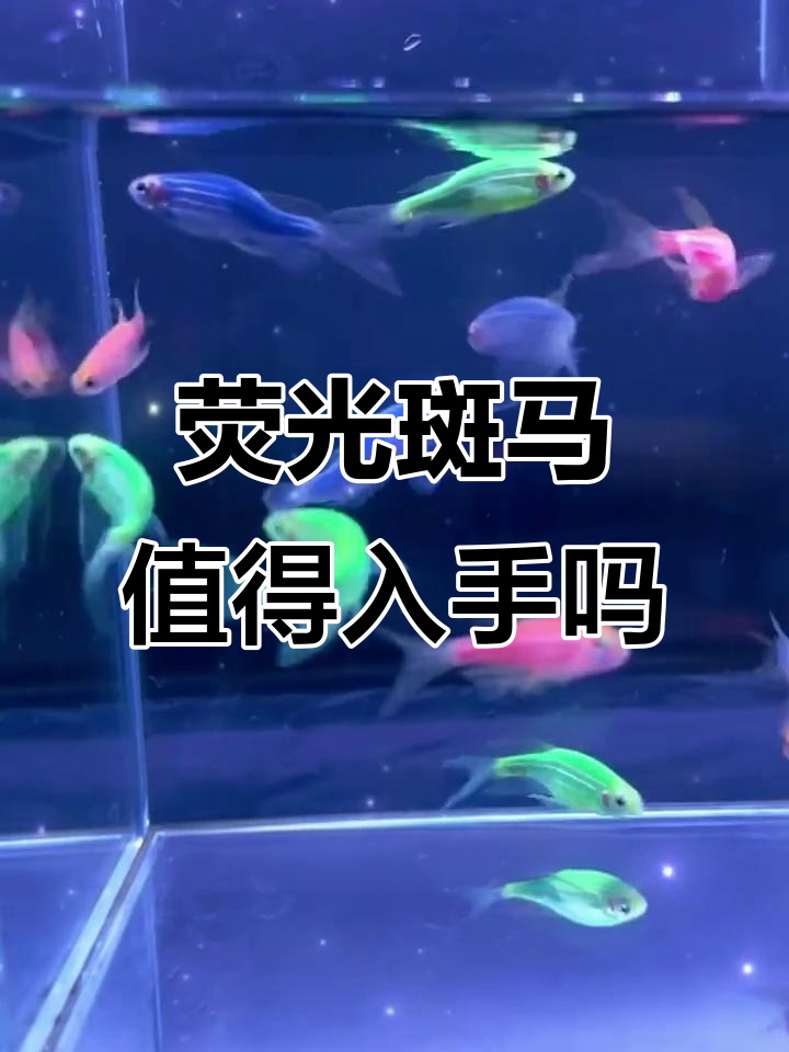 荧光斑马鱼能买吗?好养吗?看完这视频你就懂了