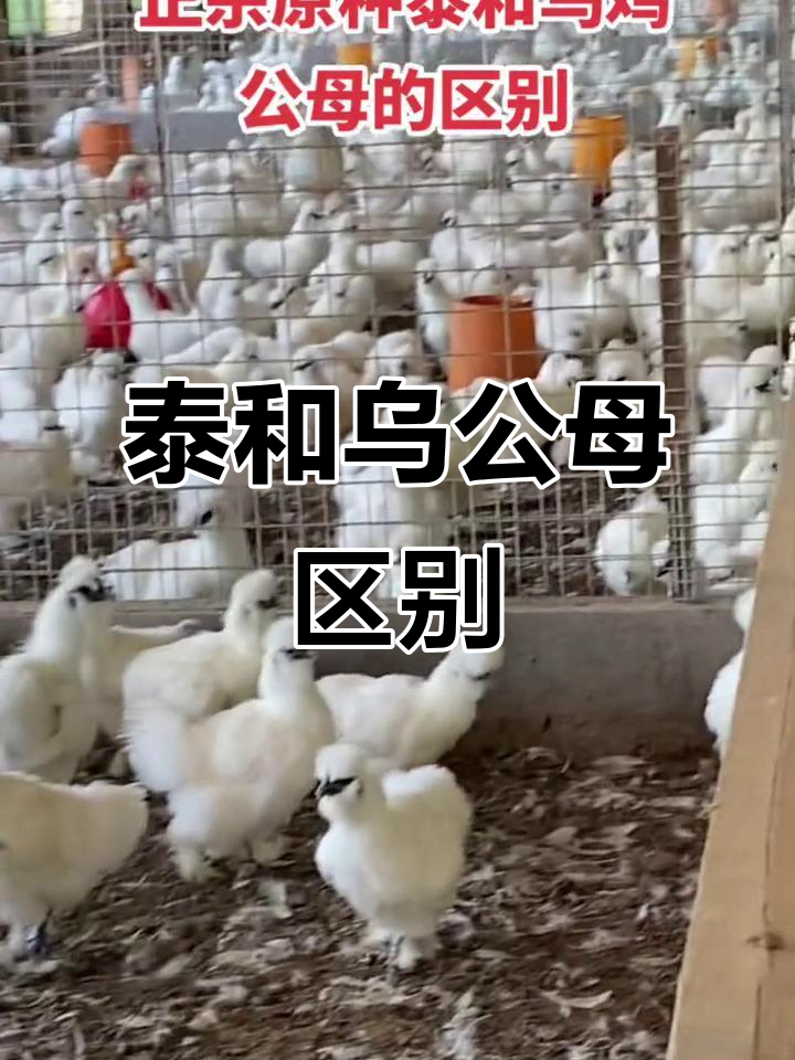 公母泰和乌鸡大揭秘,营养价值高又美观
