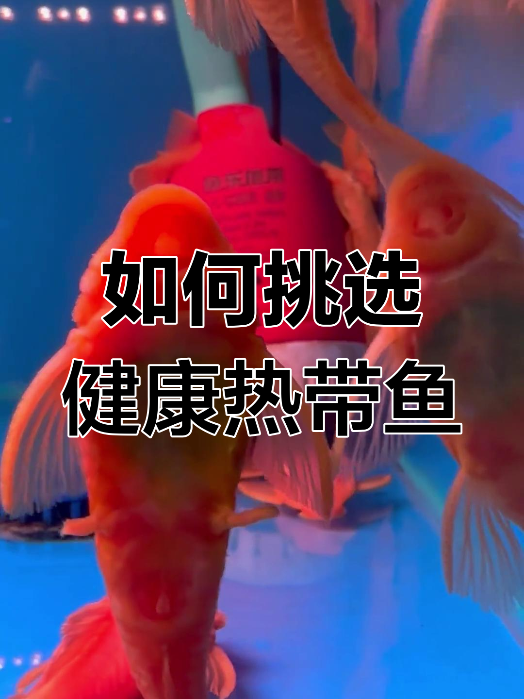 黄金胡子与大帆选购指南:避免陷阱