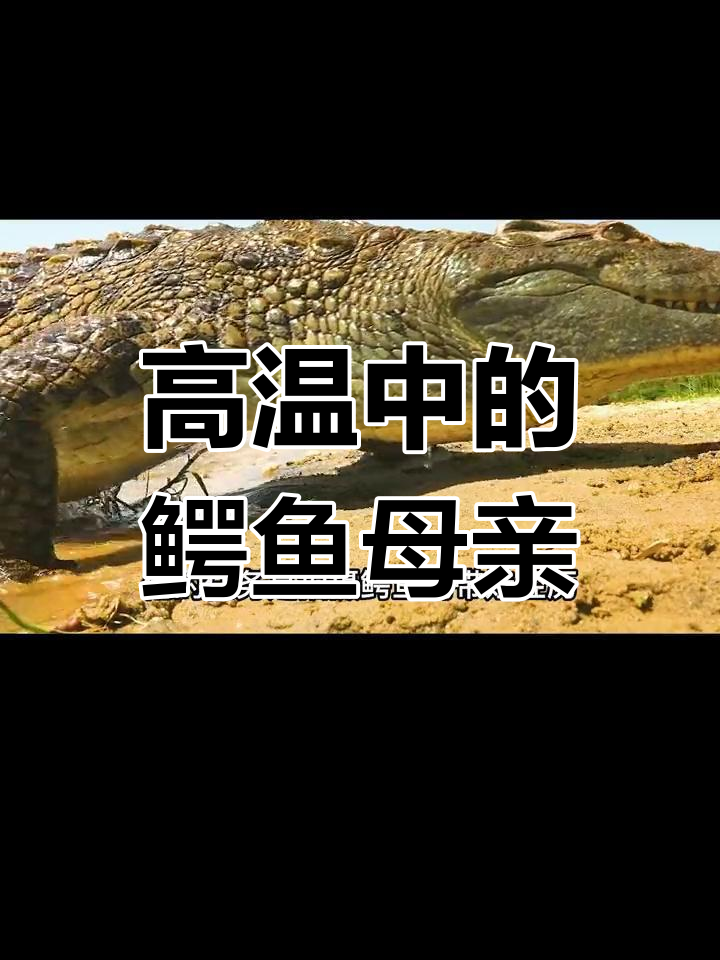 40度高温下的鳄鱼妈妈,带娃辛苦却从不抱怨
