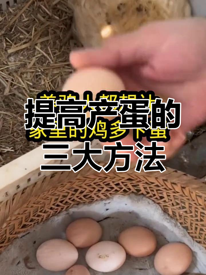 三个小技巧,让土鸡多下蛋