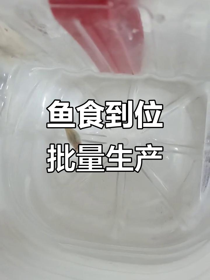 养鱼大丰收,白漂子长胖了!今年首批已经出生