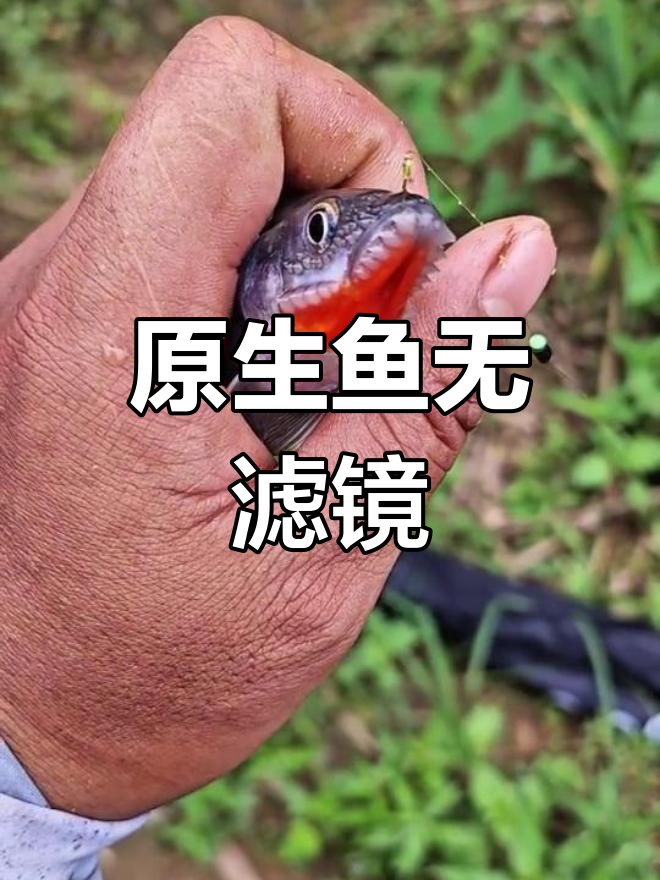 广西原生异鱲溪流探秘