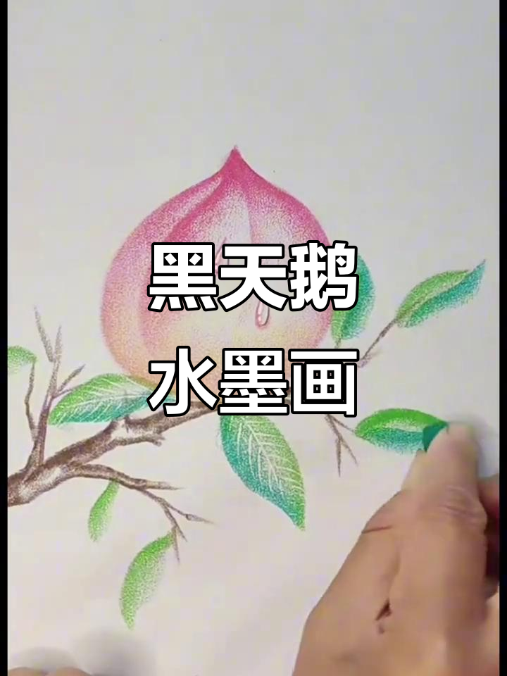 画一只黑天鹅，水墨风格教程
