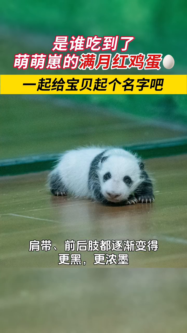满月的广州大熊猫 萌萌崽给大家派红鸡蛋啦