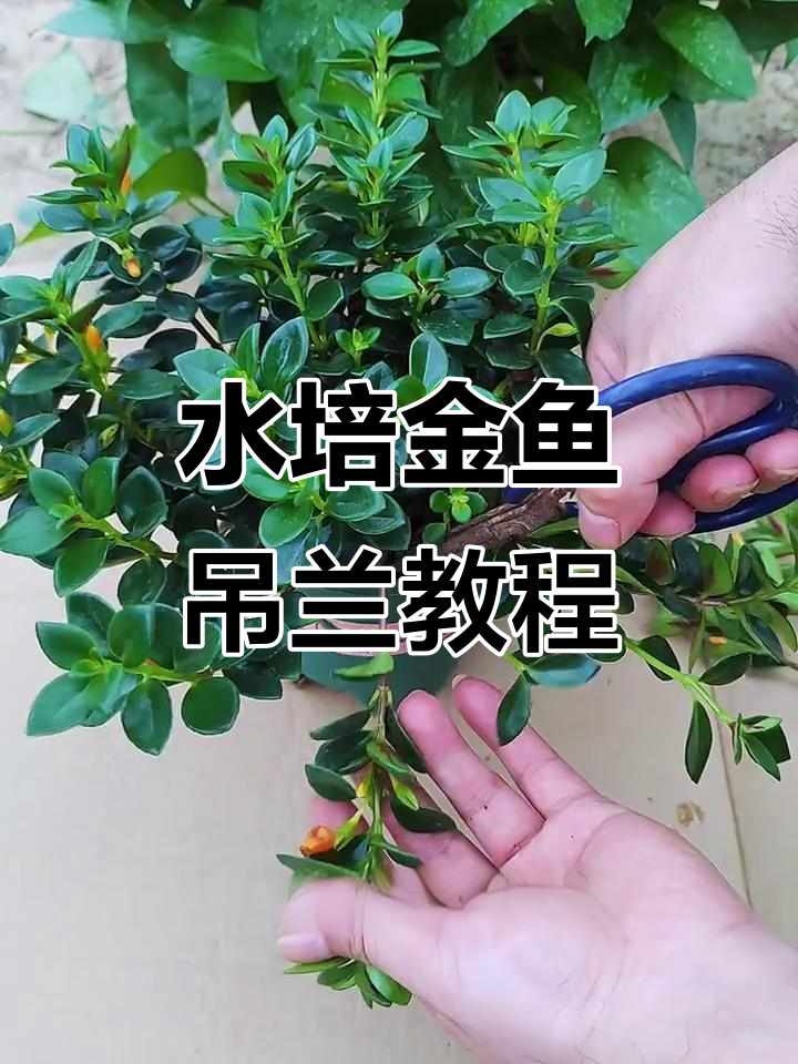 金鱼吊兰水培技巧,轻松扦插生根