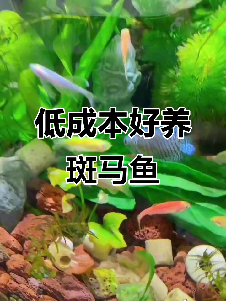 斑马鱼:低维护高观赏,冷水养殖更轻松