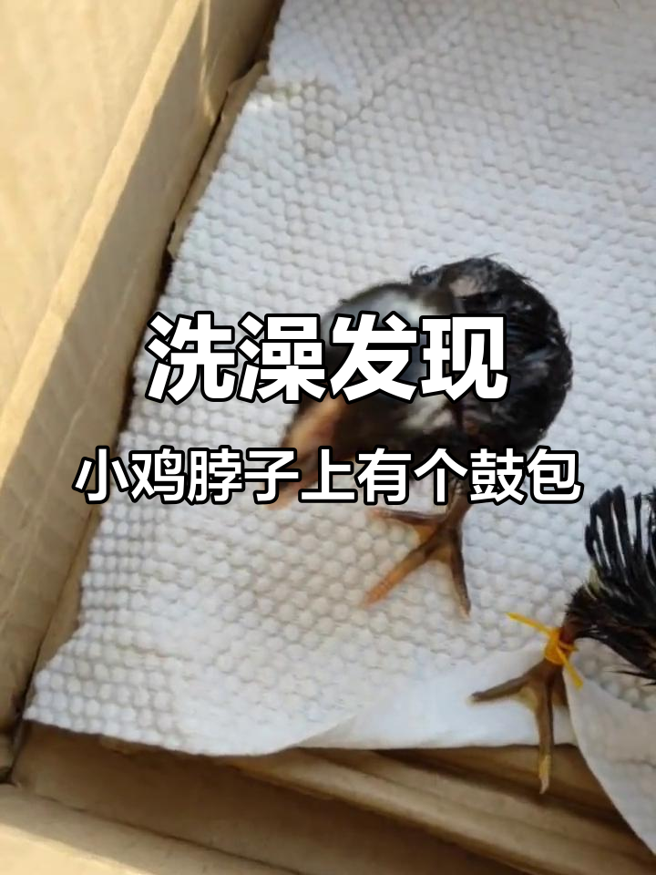 小鸡脖子鼓包,是生病了吗?