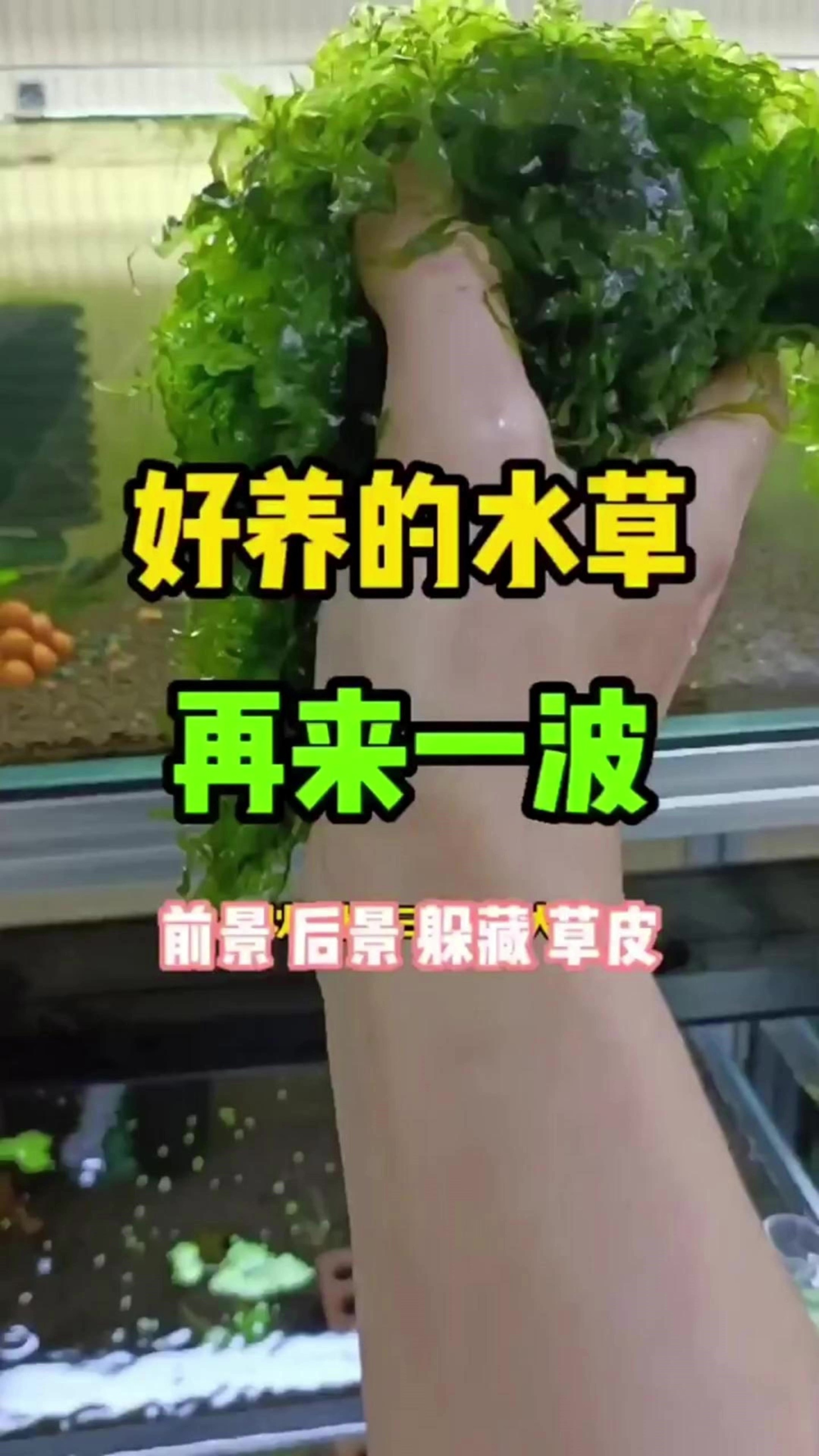 好养的鱼缸造景水草—怪蕨莫斯,你值得拥有