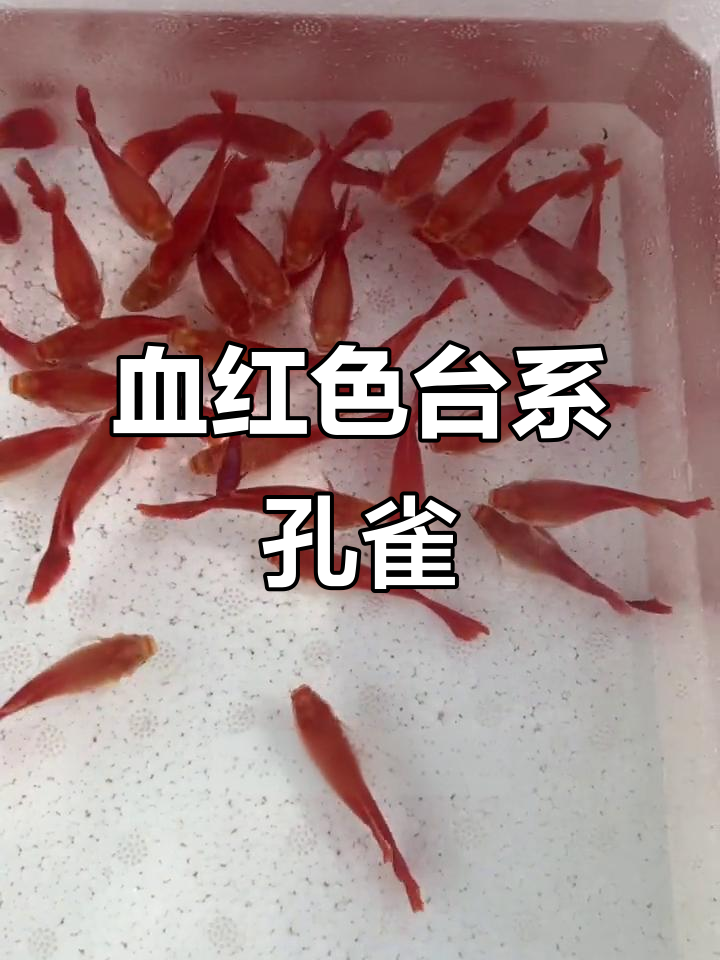 台系血红孔雀鱼,背部微红带胎,自然光下表现惊艳