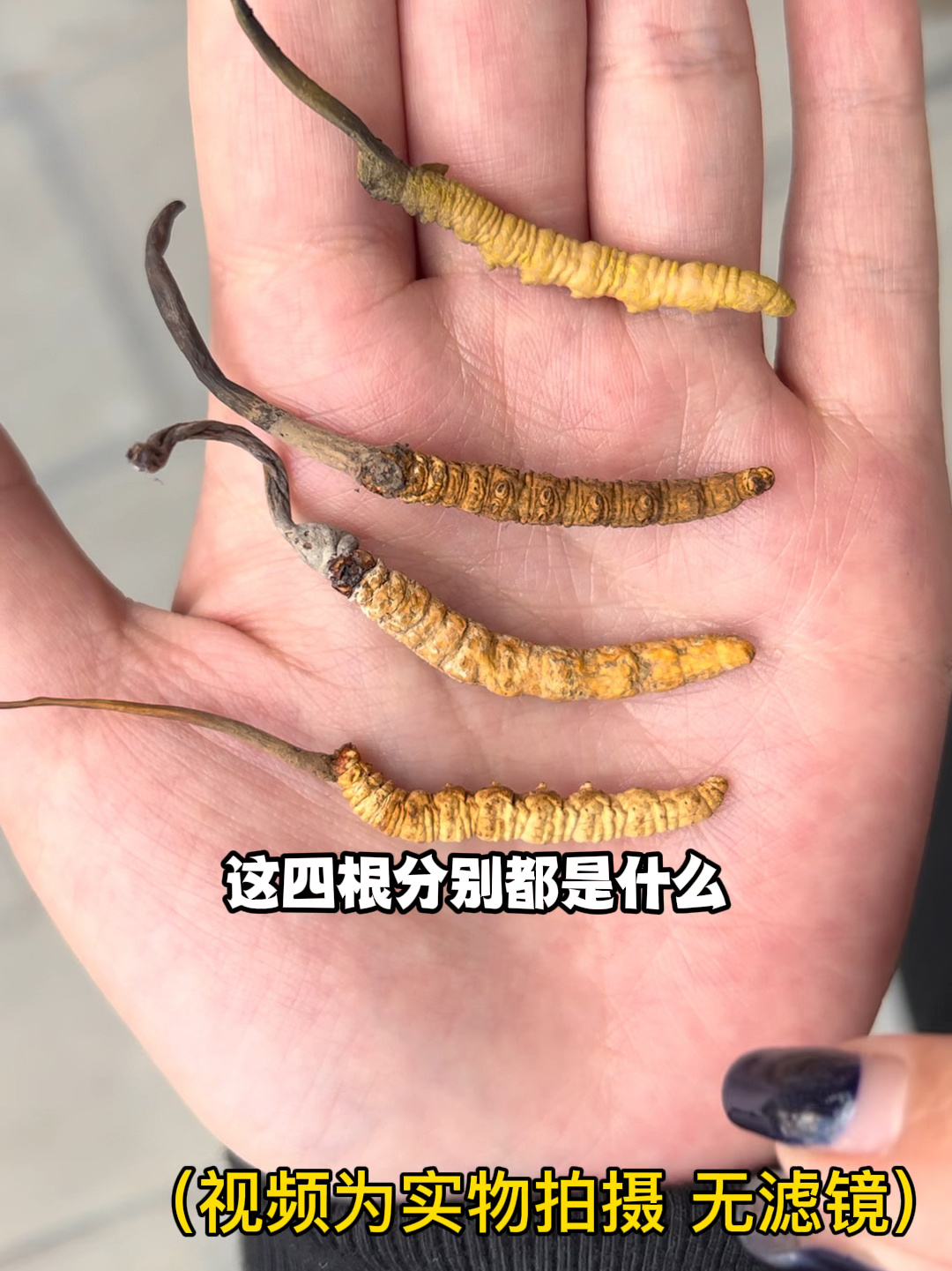一招教你辨别真假虫草