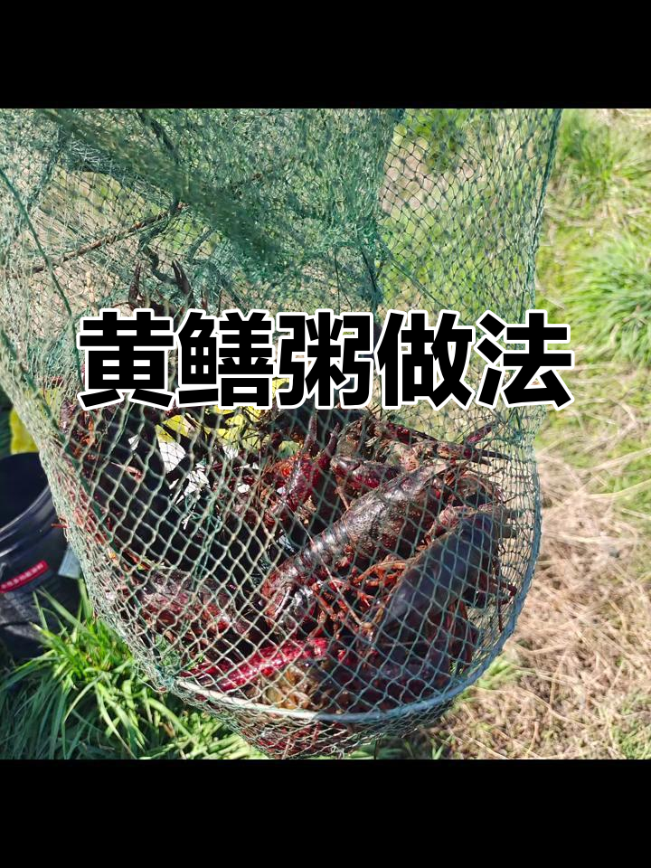 亲手抓黄鳝做粥,生活的小确幸