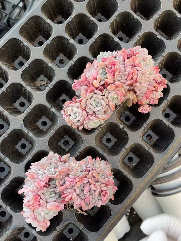 海棠花～ 多肉植物