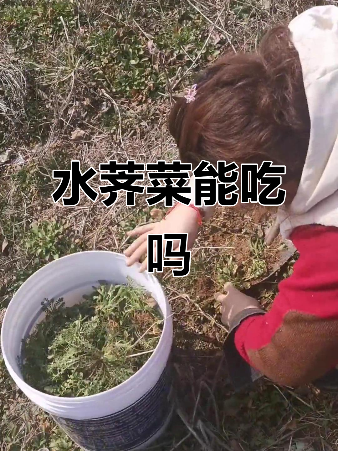 水荠菜到底能不能吃?我从小在庄稼地里长大,竟然没听过!