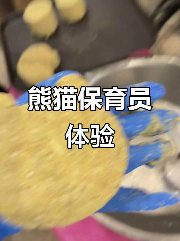 7月体验熊猫保育,亲手做窝头看其吃蛋糕背影感慨万千