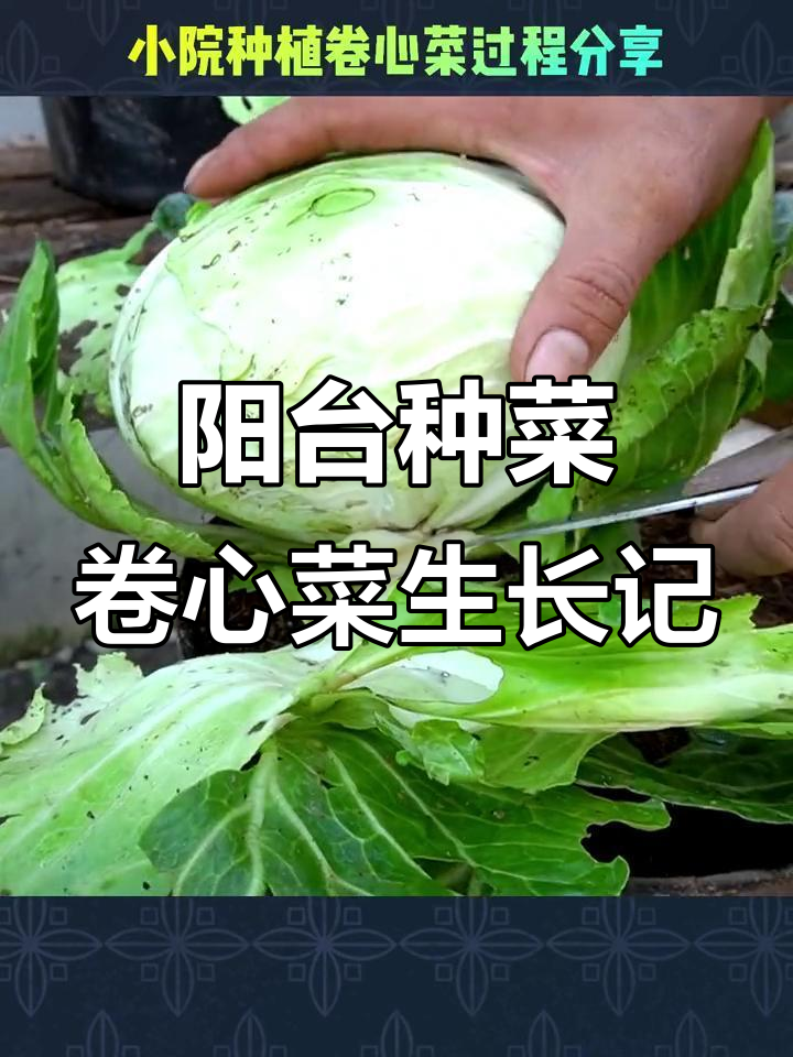小院种卷心菜的成长过程,轻松学会阳台种植技巧