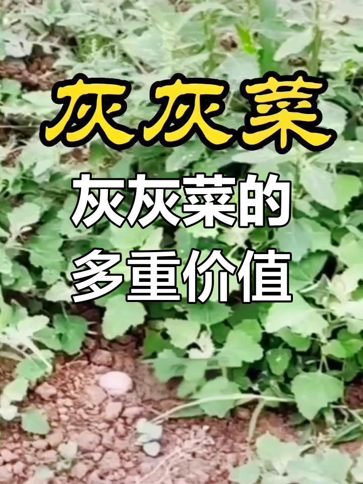 灰灰菜的多种用途,你了解吗?