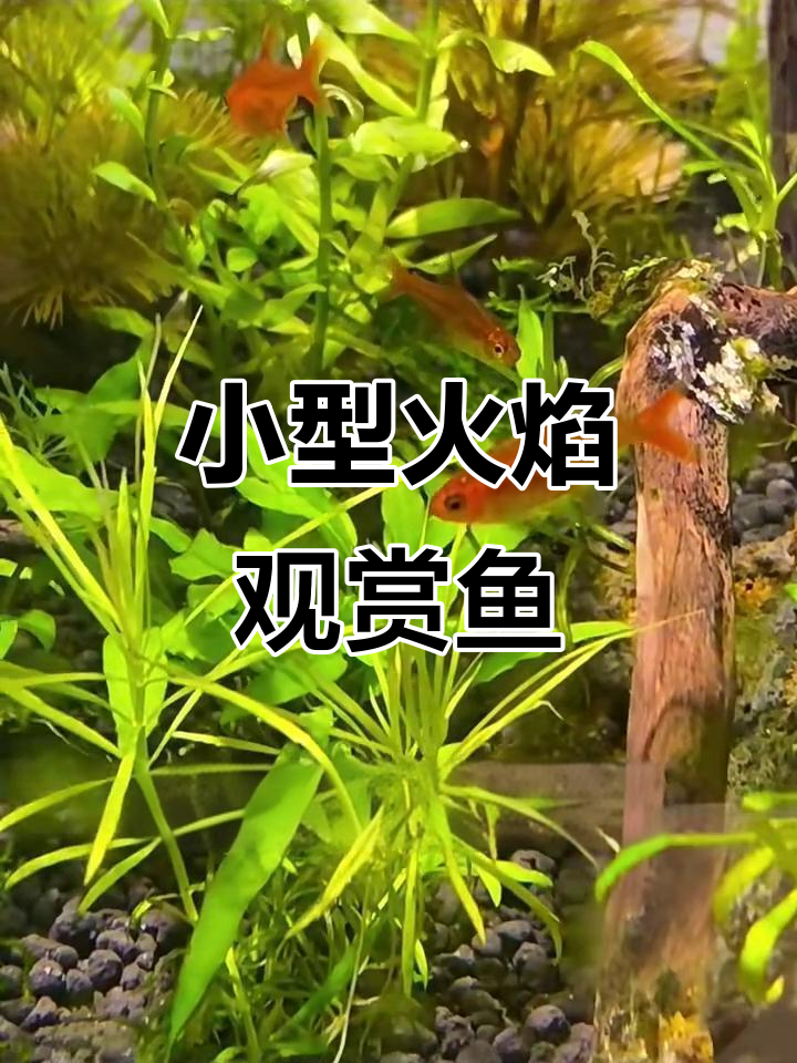 喷火灯鱼:火焰般的观赏小精灵