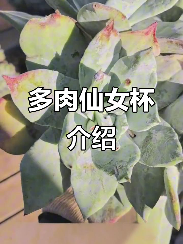 仙女杯系列多肉植物全解析:从艾杜丽丝到雪山