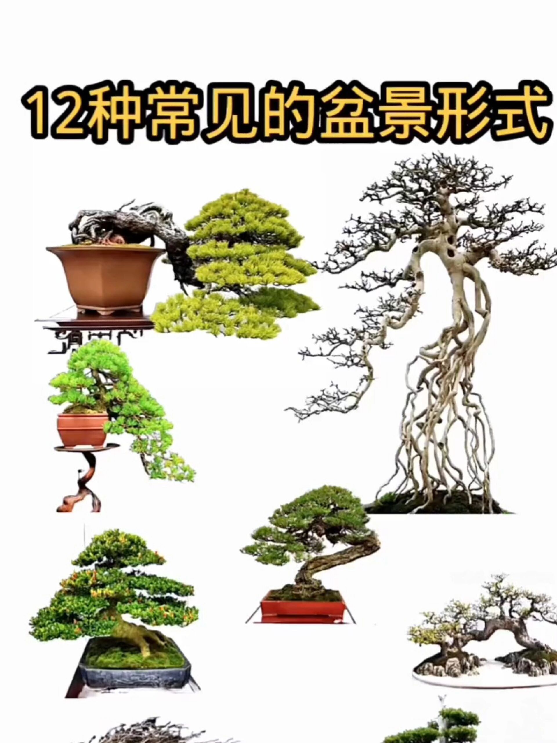 常见的盆景造型,你知道的都有哪些呢?