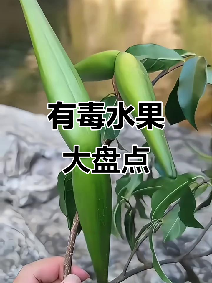 10种有毒水果,吃一口可能致命!这些小西瓜、蛇葡萄千万别碰