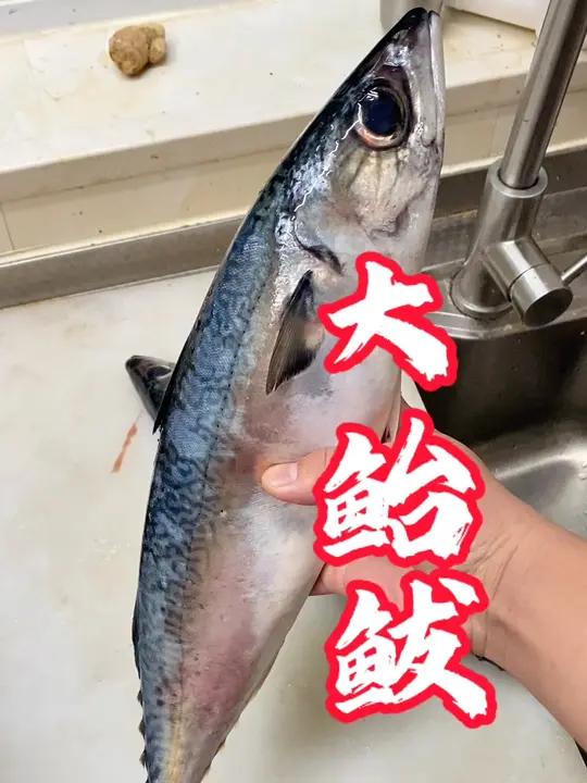 鲐鲅鱼,经济实惠鱼,肚子有寄生虫,容易脱刺,不影响食用。油性高,但是有的人吃了过敏。可以做