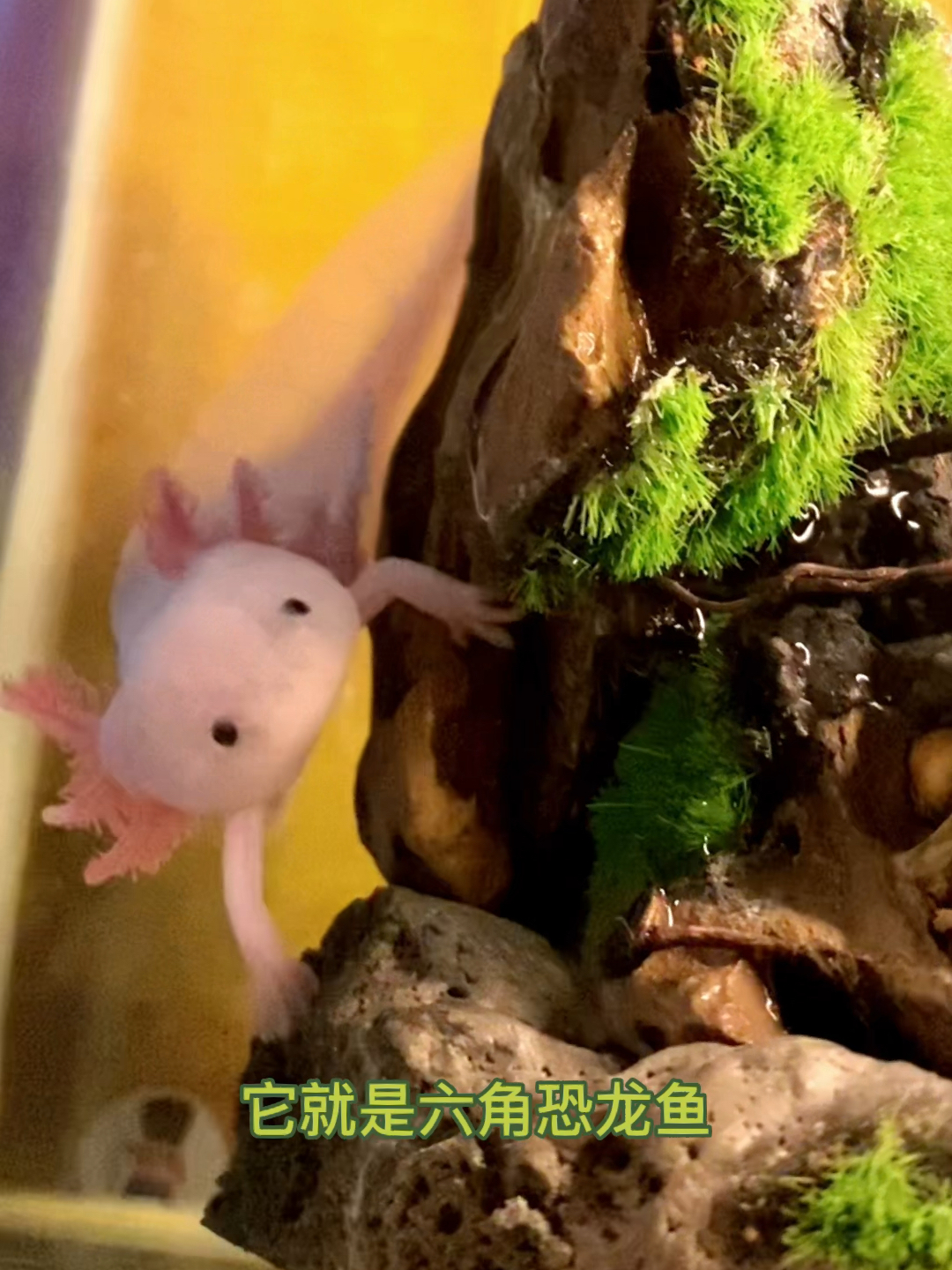 六角恐龙鱼好养吗?一种饲料比鱼贵的宠物鱼