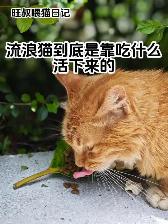 旺叔喂猫日记:流浪猫到底是靠吃什么活下来的 流浪猫真的是生态杀手吗?现在很多人都被网络上的