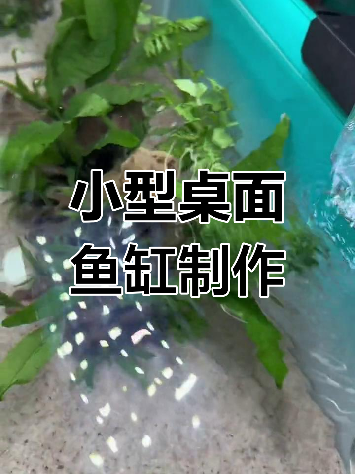 打造简约小清新鱼缸,适合养小型观赏鱼