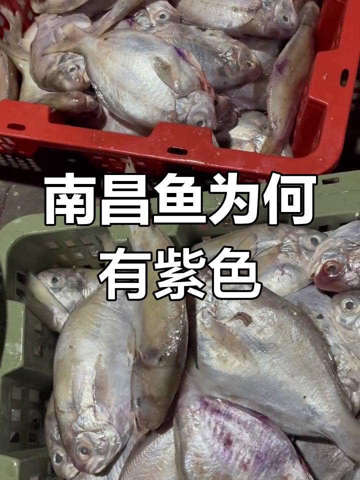 南昌鱼肚子里的秘密