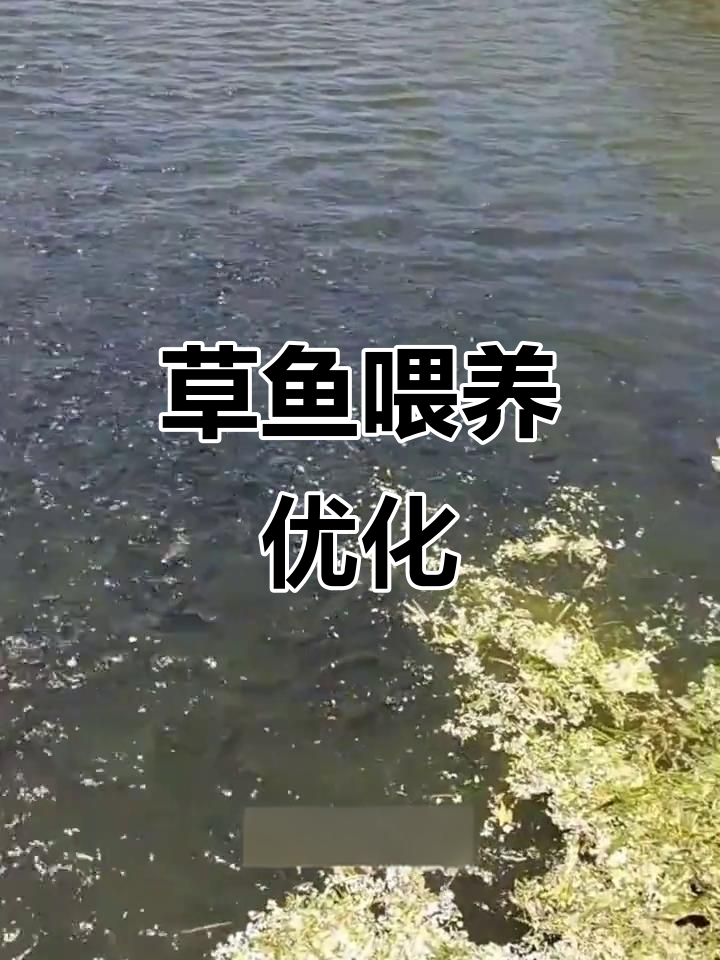 草鱼养殖成本分析:饲料与小麦投喂比例优化