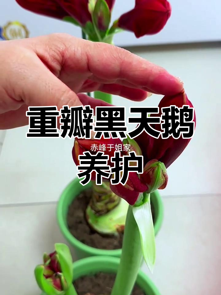 朱顶红重瓣黑天鹅养护技巧,花大色艳超惊艳