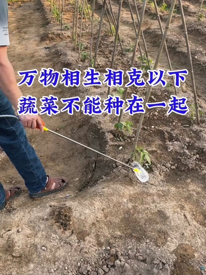 蔬菜种植也有相生相克