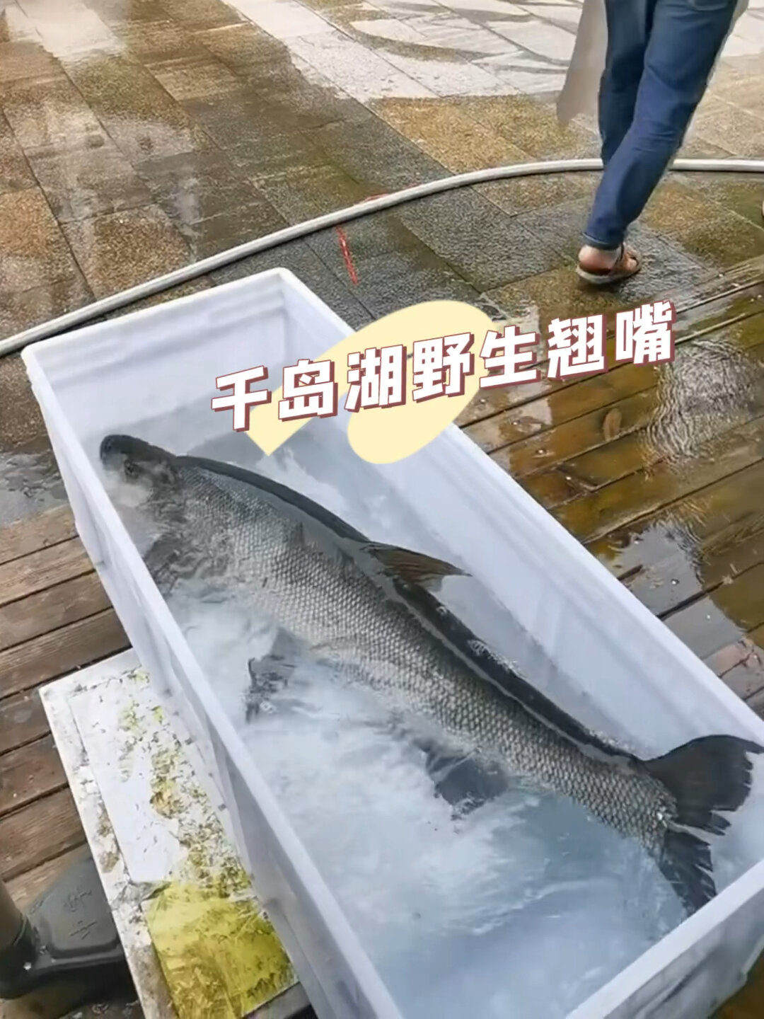 千岛湖野生亚米级翘嘴,淡水鱼中的天花板