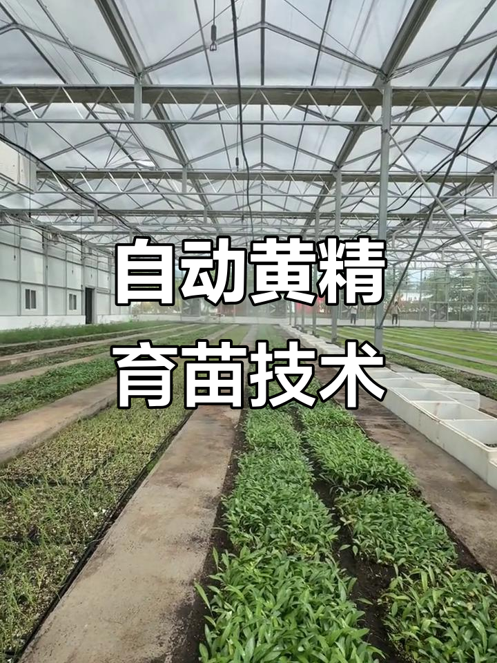 全自动黄精育苗,高效喷水系统助力优质鸡头根苗生长