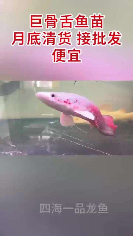 巨骨舌鱼苗